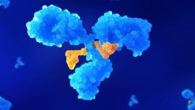 What Are ADC Services and Why Are They Crucial for Biotech?