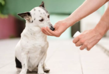 Joint Supplements for Dogs: Glucosamine and Chondroitin Benefits Explained