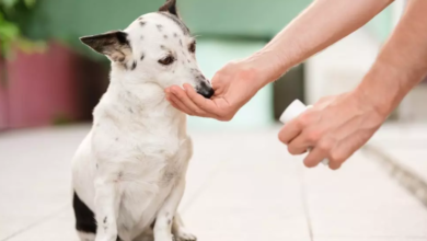 Joint Supplements for Dogs: Glucosamine and Chondroitin Benefits Explained