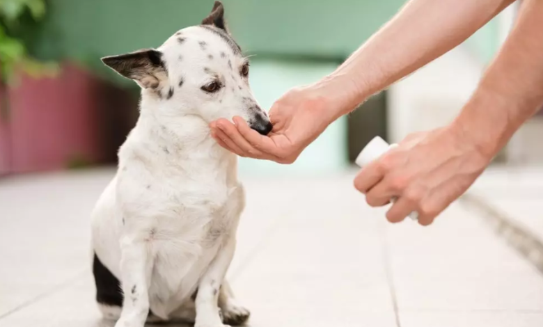 Joint Supplements for Dogs: Glucosamine and Chondroitin Benefits Explained